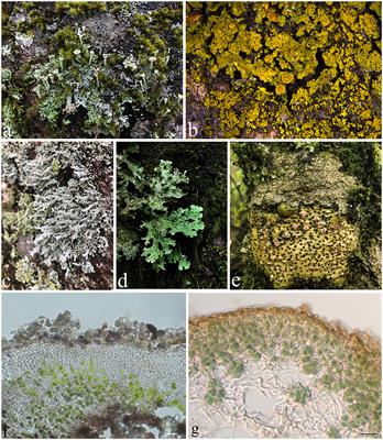 Discovery and excavation of lichen bioactive natural products